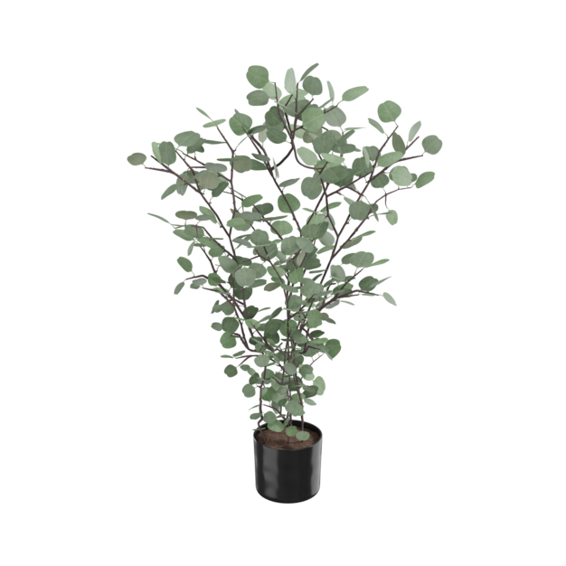 Pot Tanaman Eucalyptus
