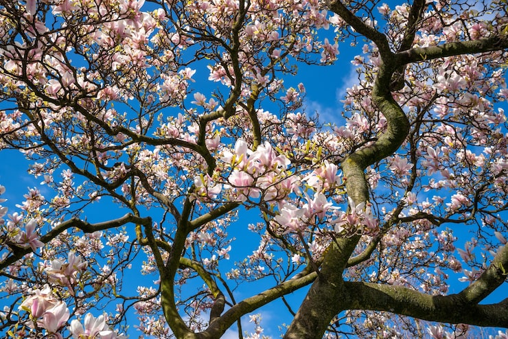 Foto gratuito ángulo bajo de las ramas de los cerezos en flor del árbol.