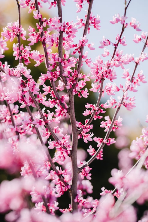 Foto gratuito arbol de flor de cereza