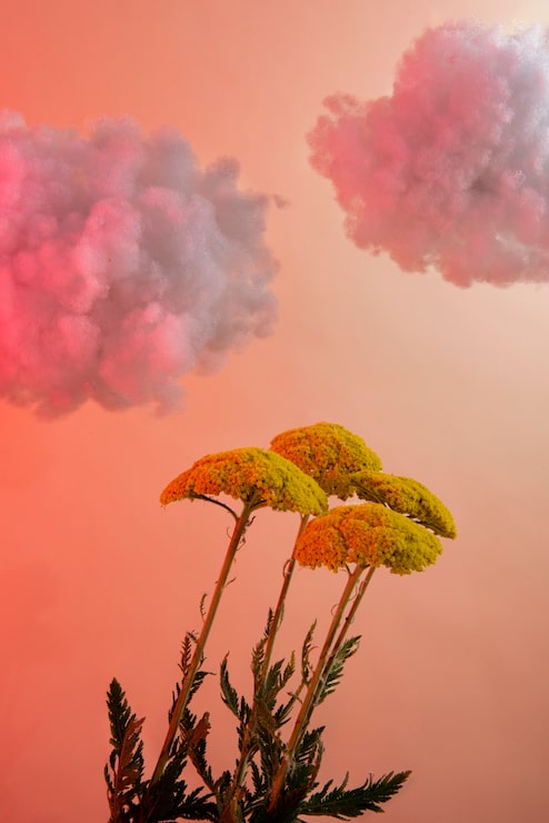 Foto gratuito arreglo de flores amarillas y nubes