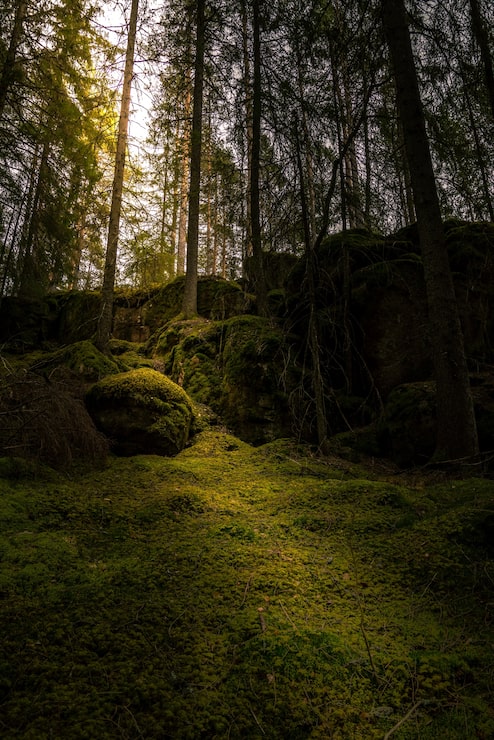 Foto gratuito bosque con el sol brillando a través de las ramas