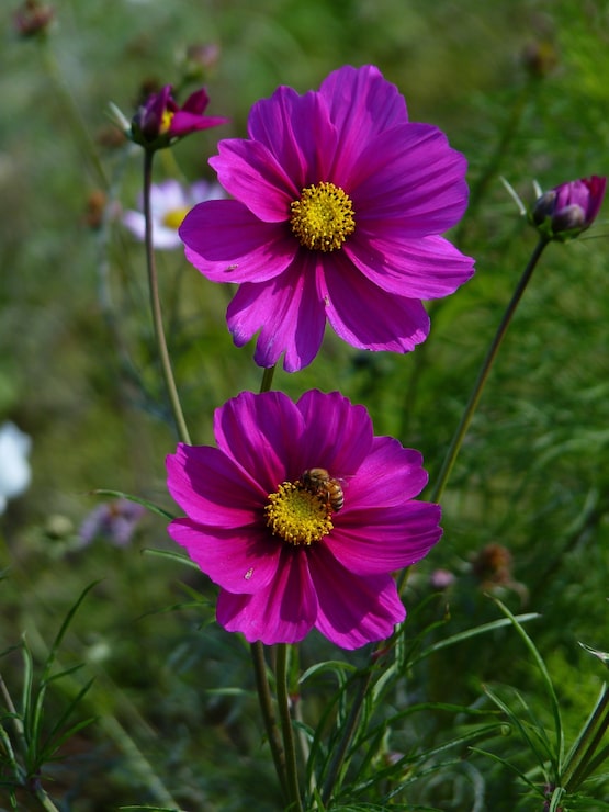 Foto gratuito closeup foto de una hermosa flor rosa cosmos