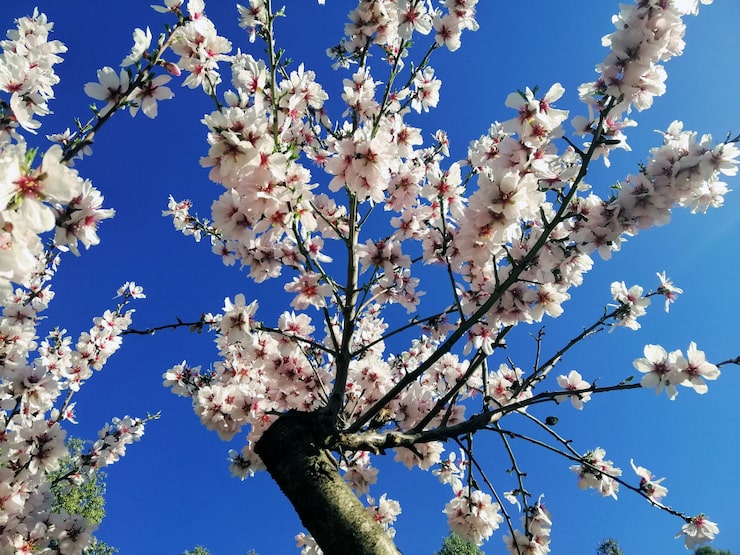 Foto gratuito closeup foto de hermosas flores blancas en almendros y un cielo azul