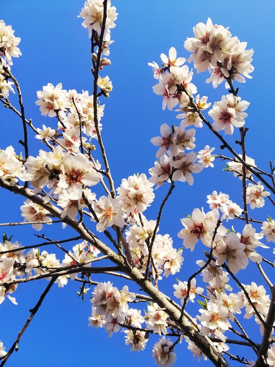 Foto gratuito closeup foto de hermosas flores blancas en almendros y un cielo azul