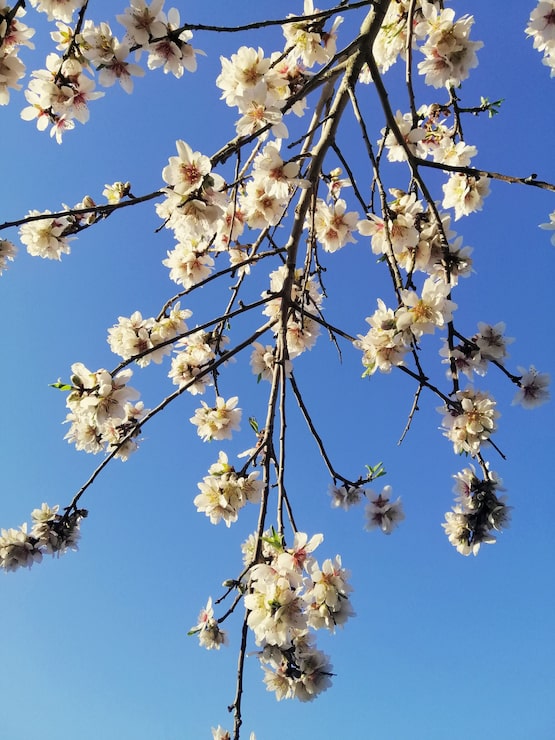 Foto gratuito closeup foto de hermosas flores blancas en almendros y un cielo azul