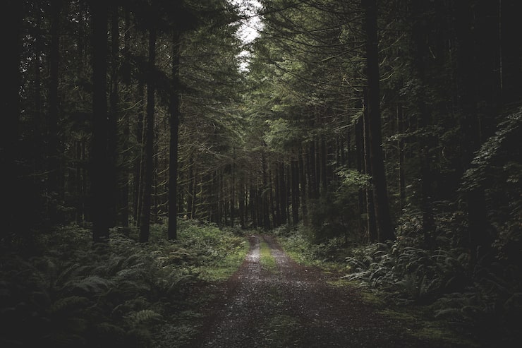 Foto gratuito curvy estrecha carretera fangosa en un bosque oscuro rodeado de vegetación y un poco de luz que viene de arriba
