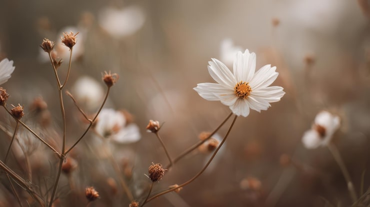 Foto gratuito delicadas flores de cosmos blancas con fondo desenfocado