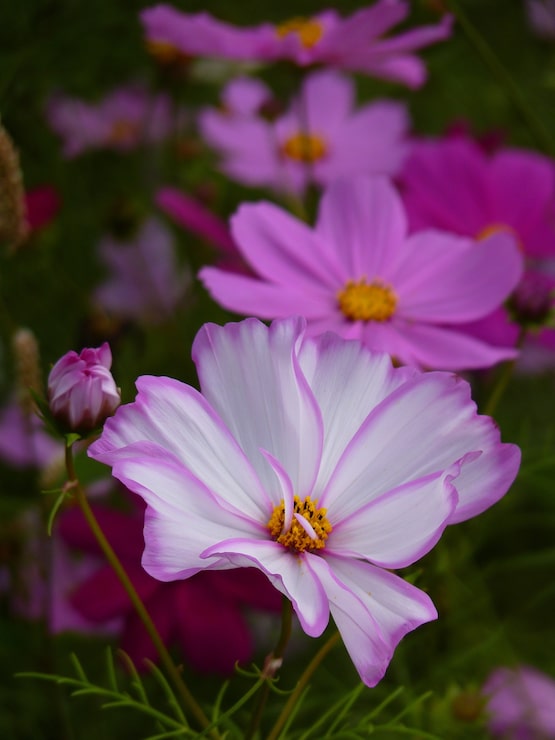 Foto gratuito disparo de enfoque selectivo vertical de flores de cosmos