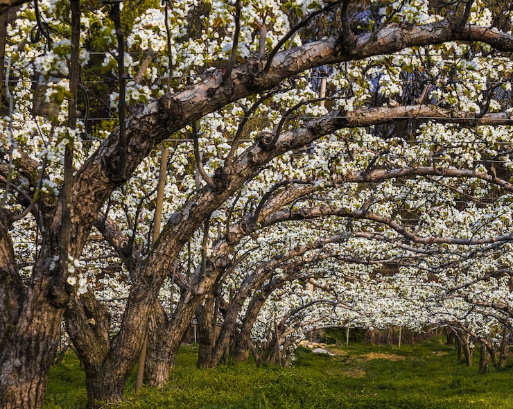 Foto gratuito disparo gran angular del huerto de peras asiáticas en flor