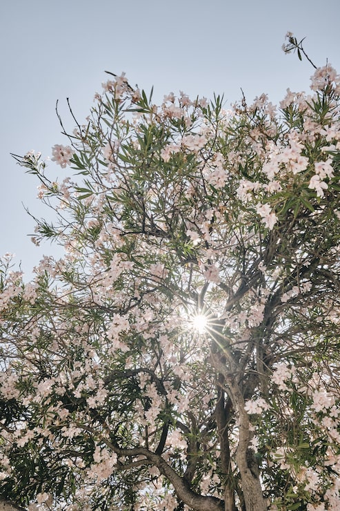 Foto gratuito disparo vertical de un árbol de flor rosa con el sol brillando a través de las ramas