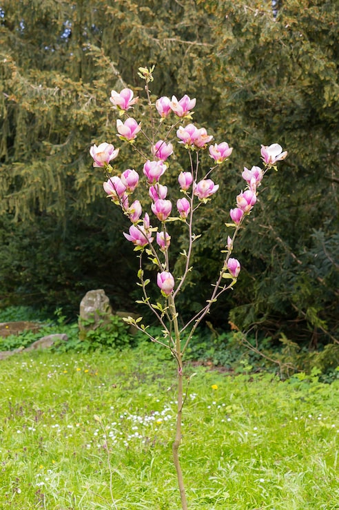 Foto gratuito disparo vertical de un árbol con flores rosadas rodeado por otros árboles
