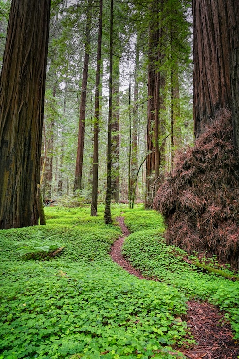 Foto gratuito disparo vertical de la avenida de los gigantes en california