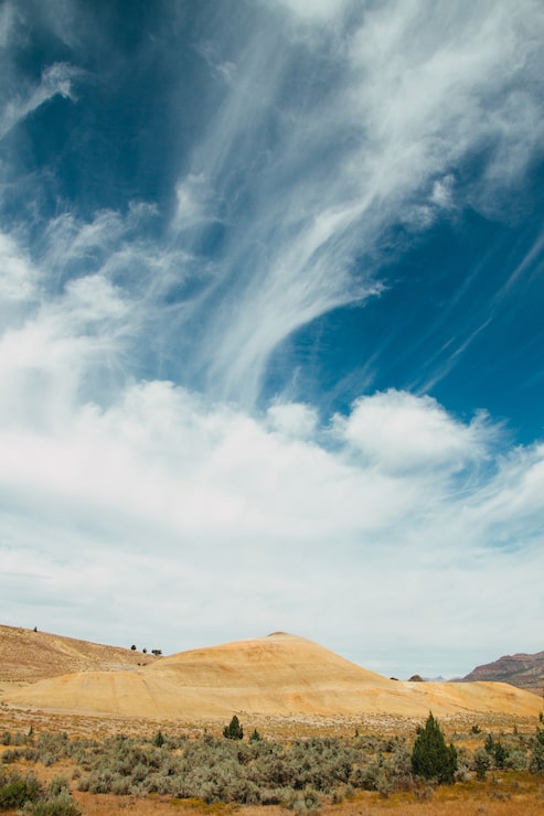 Foto gratuito disparo vertical de hierba y musgo que crece en un campo bajo un cielo nublado