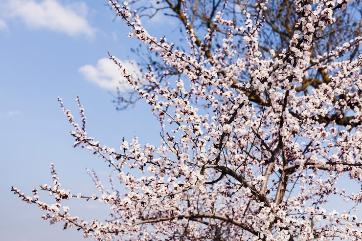 Foto gratuito flores al aire libre
