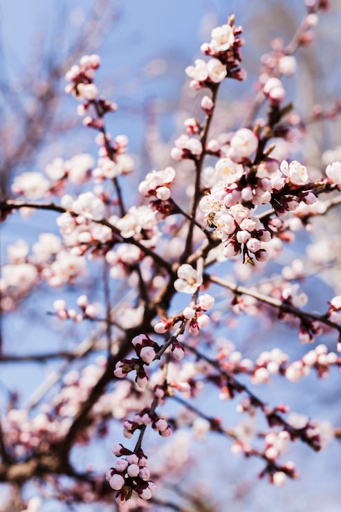 Foto gratuito flores al aire libre