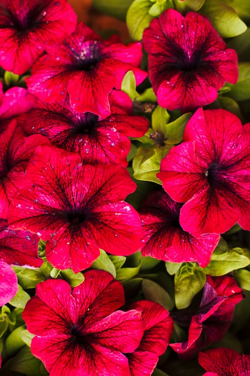 Foto gratuito flores al aire libre