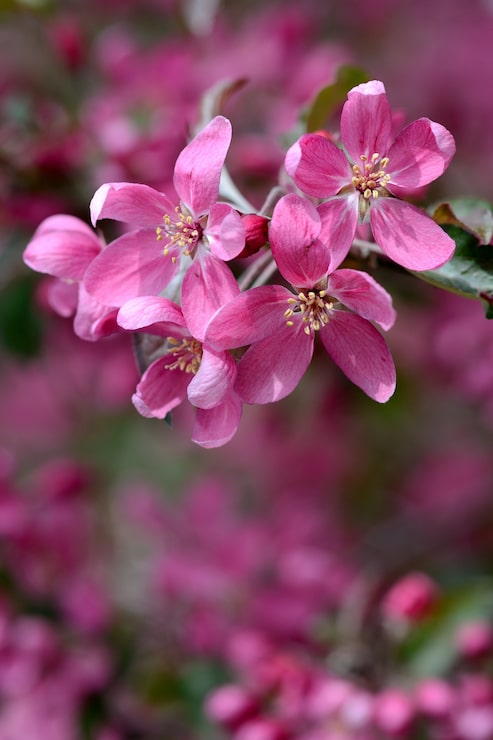 Foto gratuito "flores rosadas brillantes en la rama"
