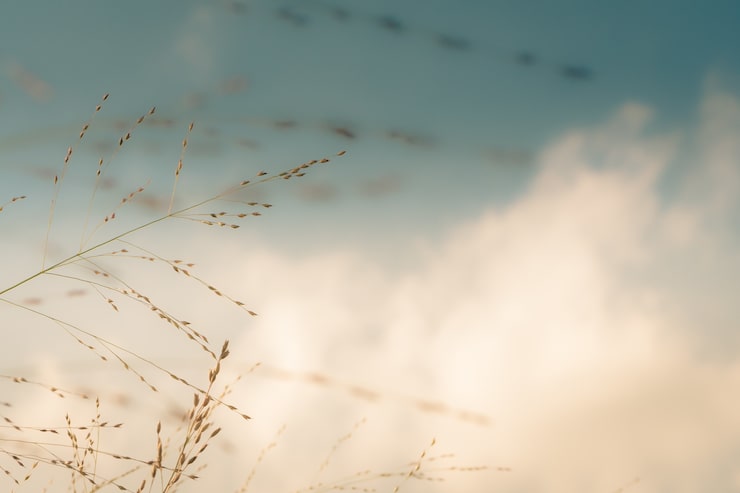 Foto gratuito fotografía de cerca de una rama de trigo con un fondo brillante
