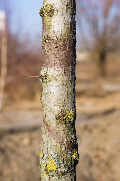Foto gratuito fotografía vertical de un tallo de árbol con hongos