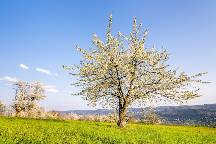 Foto gratuito una hermosa fotografía de un árbol blanco en flor rodeado de vegetación