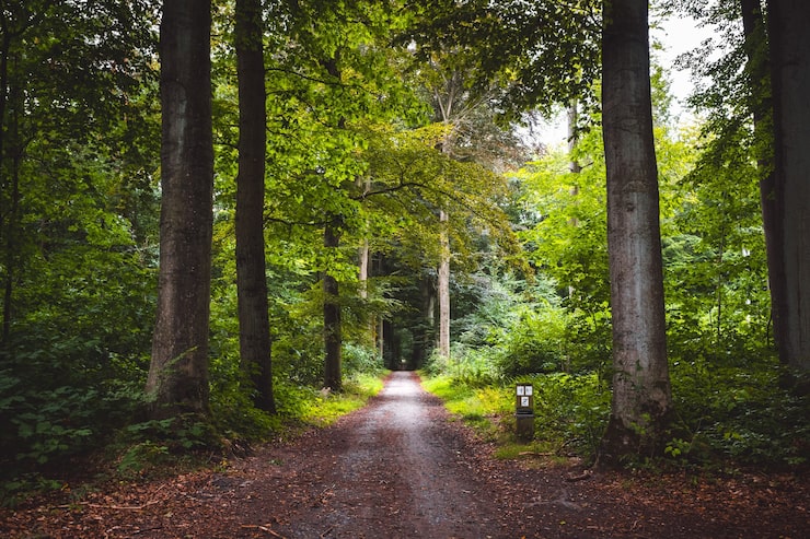 Foto gratuito hermoso camino a través del bosque