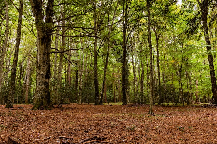 Foto gratuito hermoso paisaje de bosque otoñal
