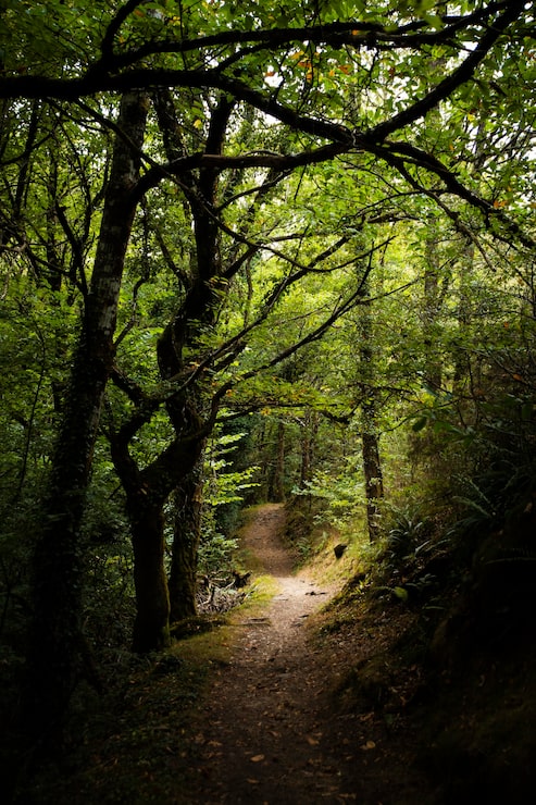 Foto gratuito hermosos paisajes naturales de bosque