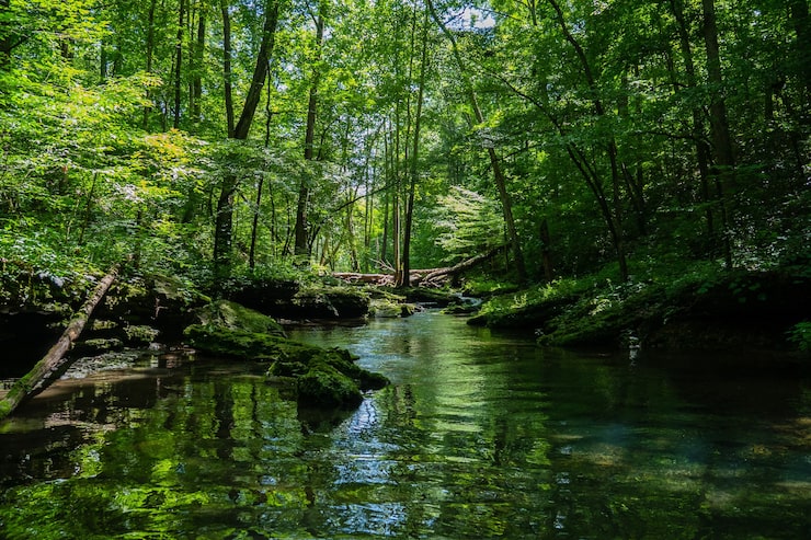 Foto gratuito hermosos paisajes de un río rodeado de vegetación en un bosque