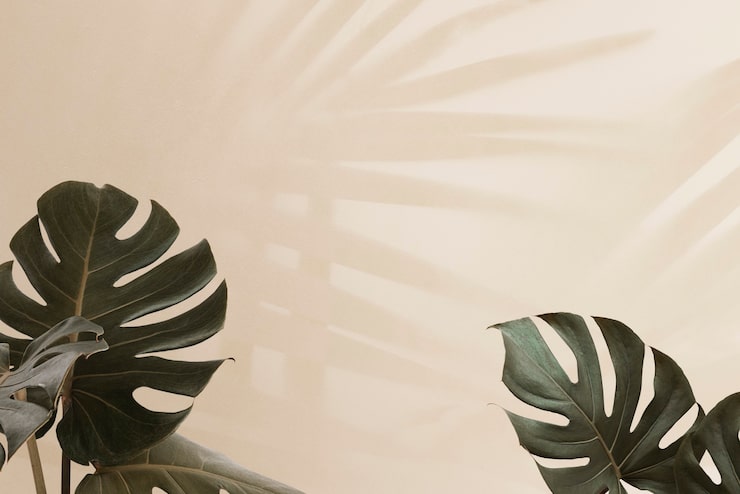 Foto gratuito hojas de monstera tropical con sombra de hojas de palmera