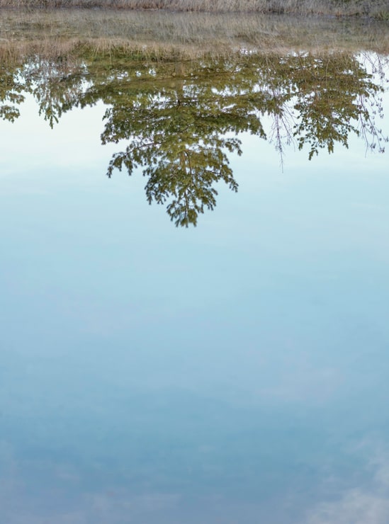 Photo Gratis hutan tercermin di danau air