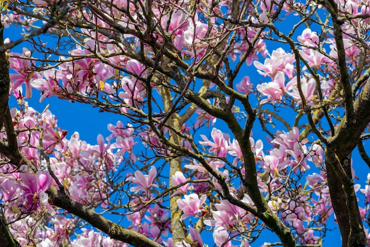 Foto gratuito imagen de cerca de los cerezos en flor bajo un cielo azul claro