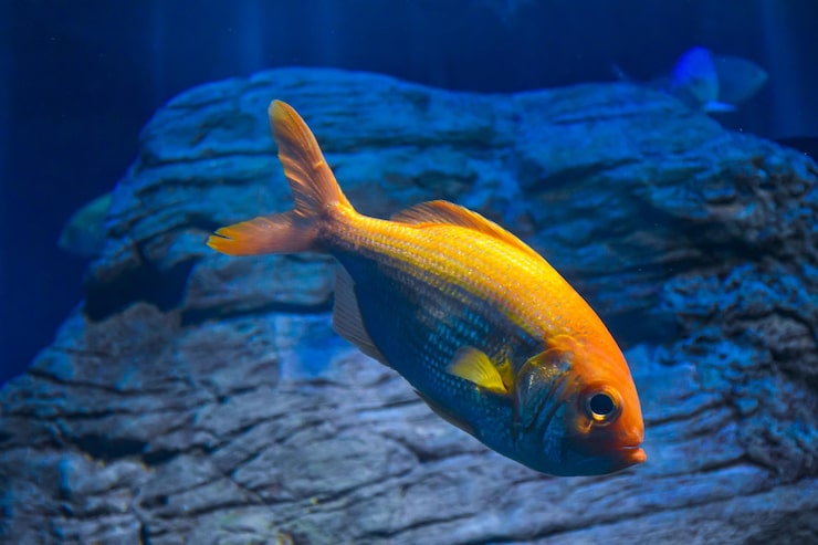 Foto gratuito imagen de cerca de un pez dorado nadando en un acuario