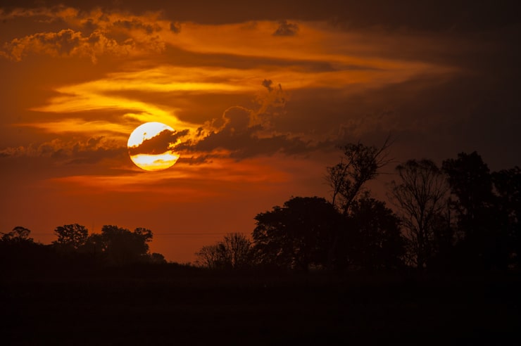 Foto gratuito impresionante fotografía de siluetas de árboles bajo el cielo dorado durante la puesta de sol