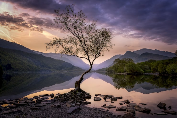 Foto gratuito lone tree
