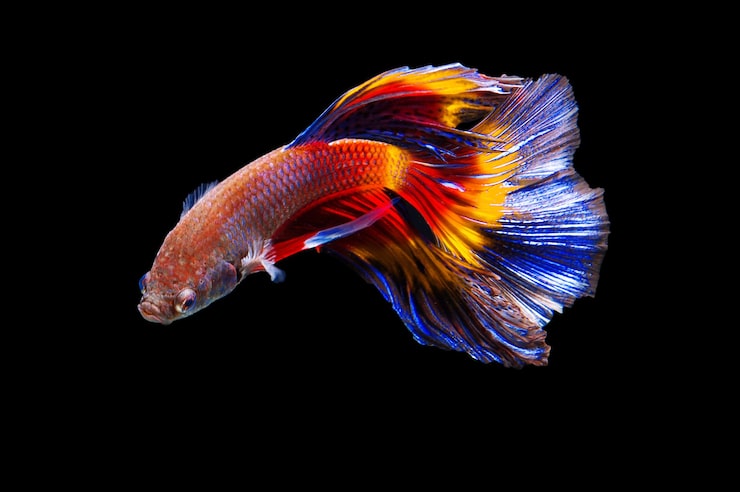 Foto gratuito lucha contra los peces sobre fondo negro.