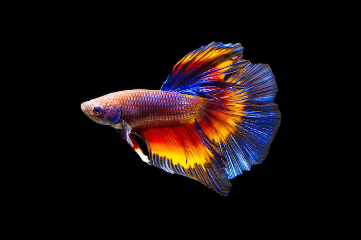 Foto gratuito lucha contra los peces sobre fondo negro.