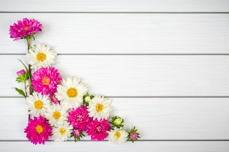 Foto gratuito margarita rosa blanca y púrpura sobre fondo de madera blanca