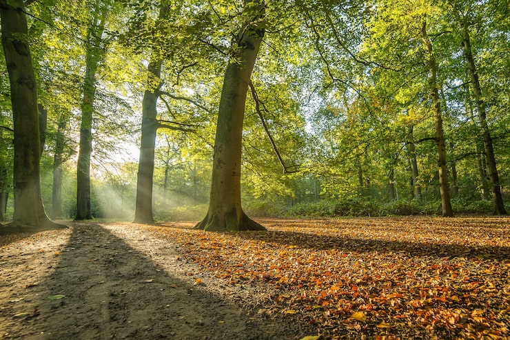 Foto gratuito parque cubierto de árboles bajo la luz del sol