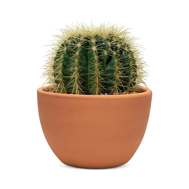 Foto gratuito pequeño cactus de barril en una maceta de terracota