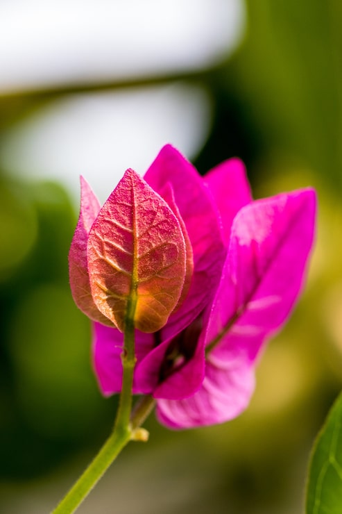 Foto gratuito pétalos de flores rosas