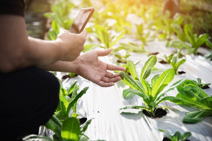 Photo Gratis petani bekerja di kebun selada organiknya
