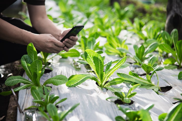 Photo Gratis petani bekerja di kebun selada organiknya