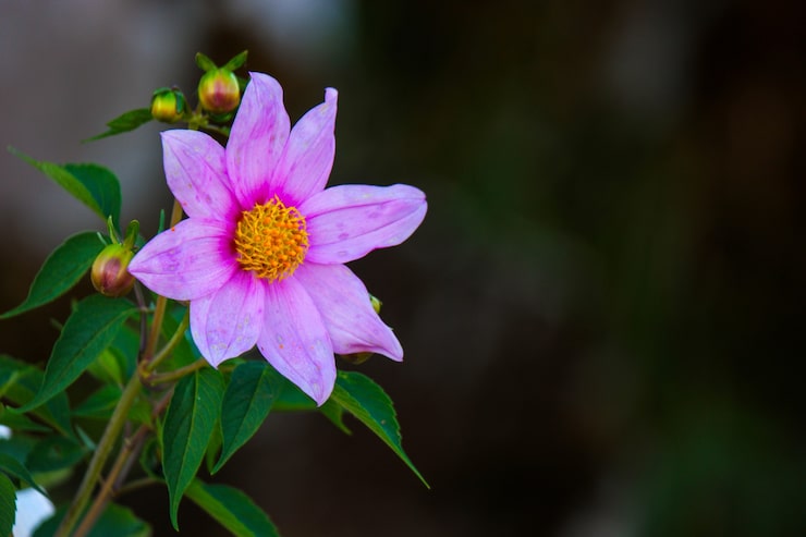 Foto gratuito primer disparo de enfoque de una hermosa flor del cosmos