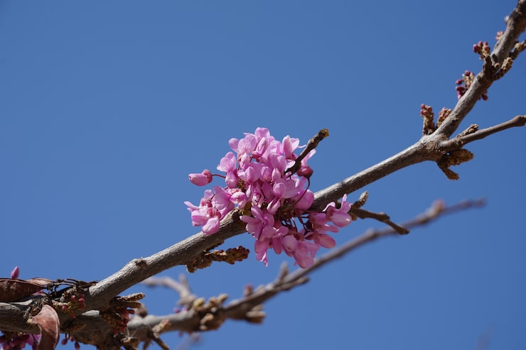 Foto gratuito primer plano de ángulo bajo de flores rosadas en la rama de un árbol bajo un cielo azul claro