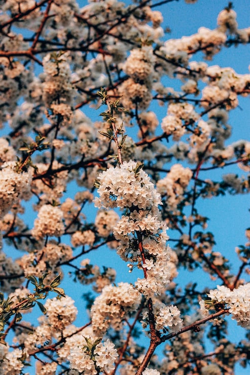 Foto gratuito primer plano de un cerezo floreciente blanco