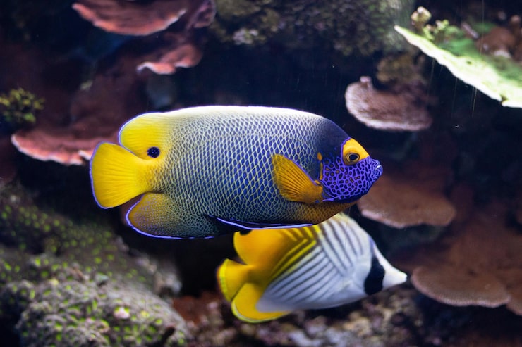 Foto gratuito primer plano de un pez ángel emperador y un pez mariposa en un acuario