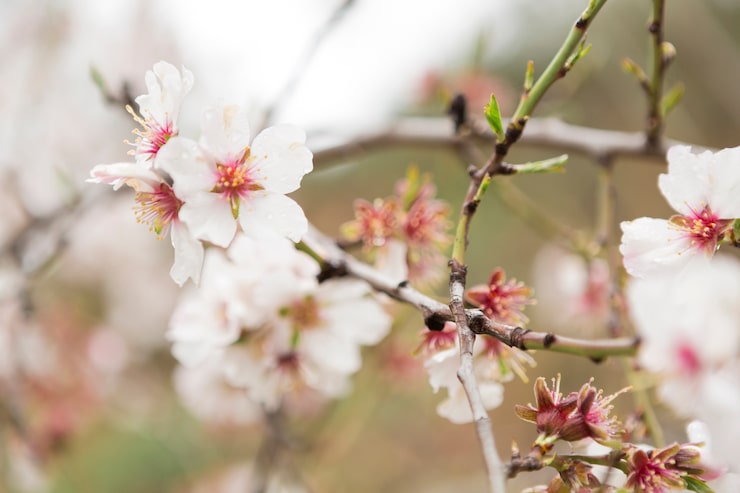 Foto gratuito primer plano de ramitas del almendro con flores