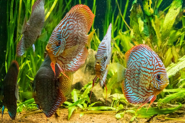Foto gratuito primer plano submarino de hermosos peces disco marrón