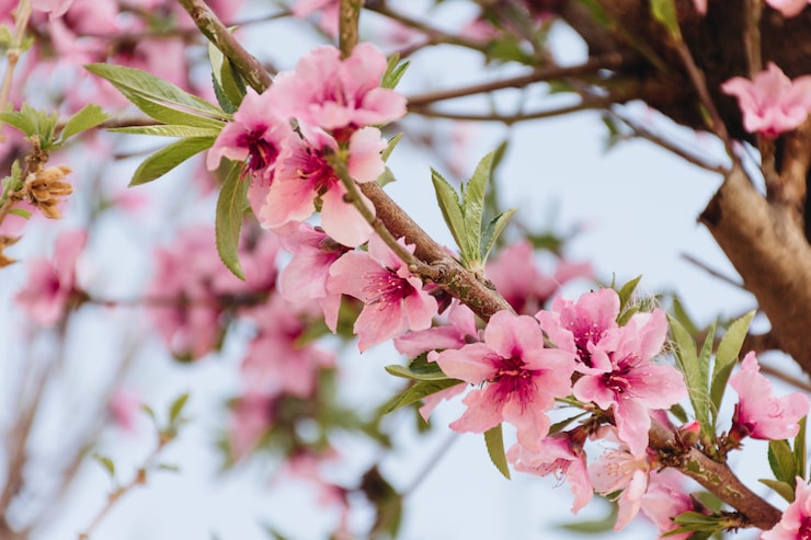 Foto gratuito ramita con hermosas flores en arbol