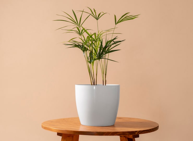 Photo Gratis still life dengan tanaman hias